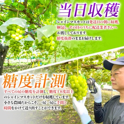 農園直送!訳ありシャインマスカット2kg以上 朝採れ 糖度18度以上 【2026年8～9月発送】【配送不可地域：離島】