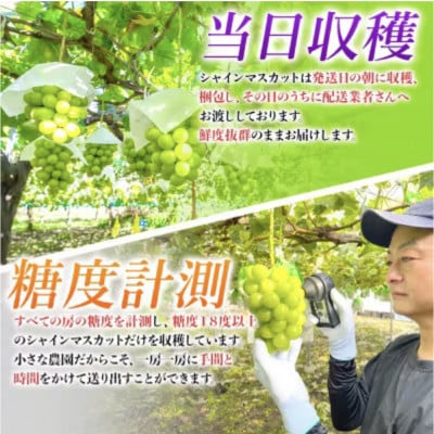 農園直送!シャインマスカット2.4kg(4～5房)朝採れ 糖度18度以上 【2026年8～9月発送】【配送不可地域：離島】