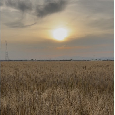 クラフトビール【配送不可地域：離島】