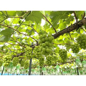 農園直送!シャインマスカット1.2kg(2～3房)朝採れ 糖度18度以上 【2026年8～9月発送】【配送不可地域：離島】