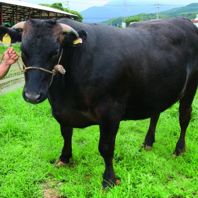 【訳あり】博多和牛ヒレ焼肉　600g(筑後市)【配送不可地域：離島】