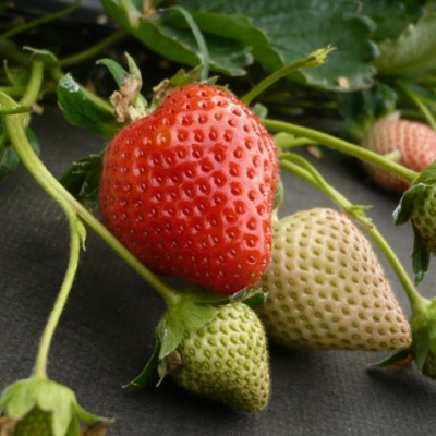 [秀品]あまおう250g×4パック(M～2Lサイズ)【配送不可地域：離島】