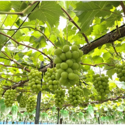 農園直送!シャインマスカット600g(1房)朝採れ 糖度18度以上 【2026年8～9月発送】【配送不可地域：離島】