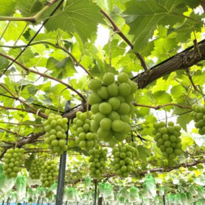 農園直送!訳ありシャインマスカット1kg以上 朝採れ 糖度18度以上 【2026年8～9月発送】【配送不可地域：離島】