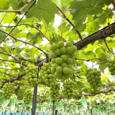 農園直送!訳ありシャインマスカット2kg以上 朝採れ 糖度18度以上 【2026年8～9月発送】【配送不可地域：離島】