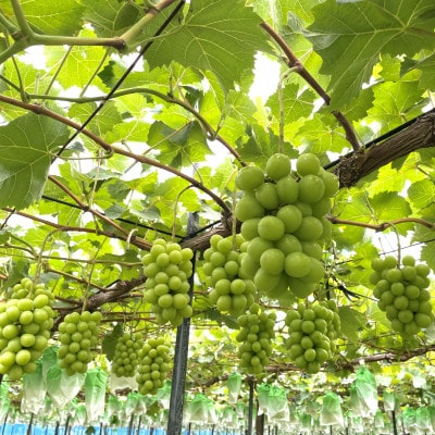 農園直送!シャインマスカット2.4kg(4～5房)朝採れ 糖度18度以上 【2026年8～9月発送】【配送不可地域：離島】