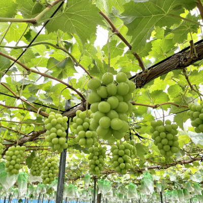 農園直送!シャインマスカット5kg(8～10房)朝採れ 糖度18度以上 【2026年8～9月発送】【配送不可地域：離島】