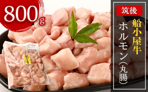 筑後船小屋牛ホルモン【丸腸】　800g【配送不可地域：離島】