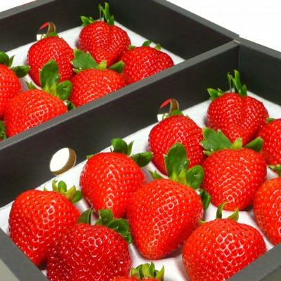 プレミアムあまおうギフト約840g(約420g×2箱)【配送不可地域：離島】