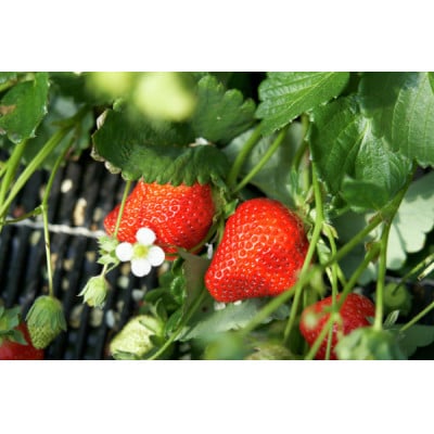 オリジナルブランド苺みつのか280g×4パック(1.12kg)【配送不可地域：離島】