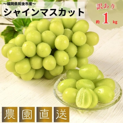 農園直送!訳ありシャインマスカット1kg以上 朝採れ 糖度18度以上 【2026年8～9月発送】【配送不可地域：離島】