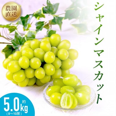 農園直送!シャインマスカット5kg(8～10房)朝採れ 糖度18度以上 【2026年8～9月発送】【配送不可地域：離島】