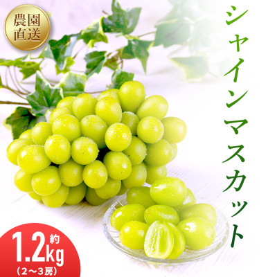 農園直送!シャインマスカット1.2kg(2～3房)朝採れ 糖度18度以上 【2026年8～9月発送】【配送不可地域：離島】