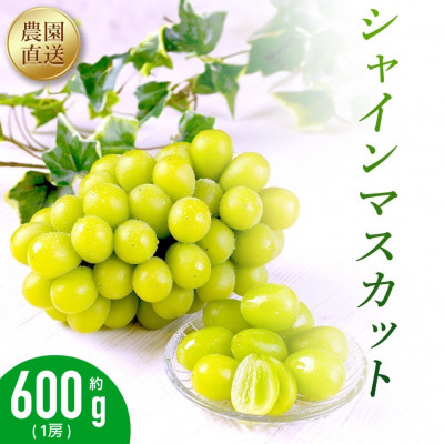 農園直送!シャインマスカット600g(1房)朝採れ 糖度18度以上 【2026年8～9月発送】【配送不可地域：離島】