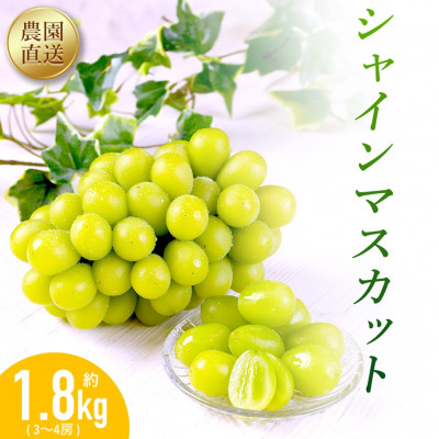 農園直送!シャインマスカット1.8kg(3～4房)朝採れ 糖度18度以上 【2026年8～9月発送】【配送不可地域：離島】