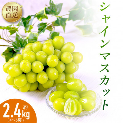 農園直送!シャインマスカット2.4kg(4～5房)朝採れ 糖度18度以上 【2026年8～9月発送】【配送不可地域：離島】