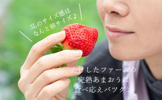 【今期発送の受付は2025年4月27日(日)まで】★たっぷり！2倍の量★武下さんちの「完熟あまおう」3Lサイズ 900g入り