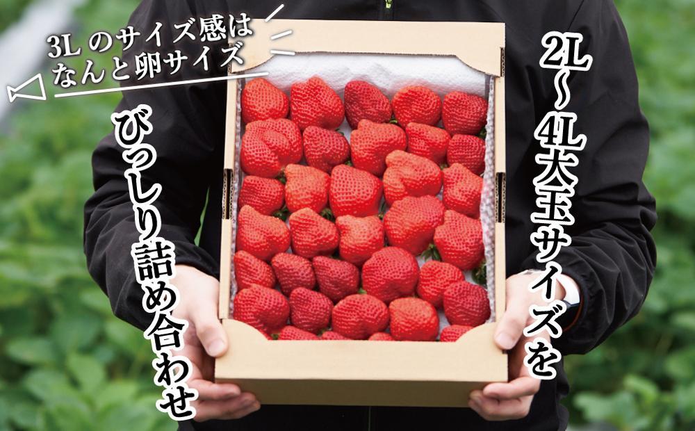 【今期発送の受付は2025年4月27日(日)まで】★開けてびっくり★驚きのボリューム完熟あまおう大玉詰め合わせ1200g