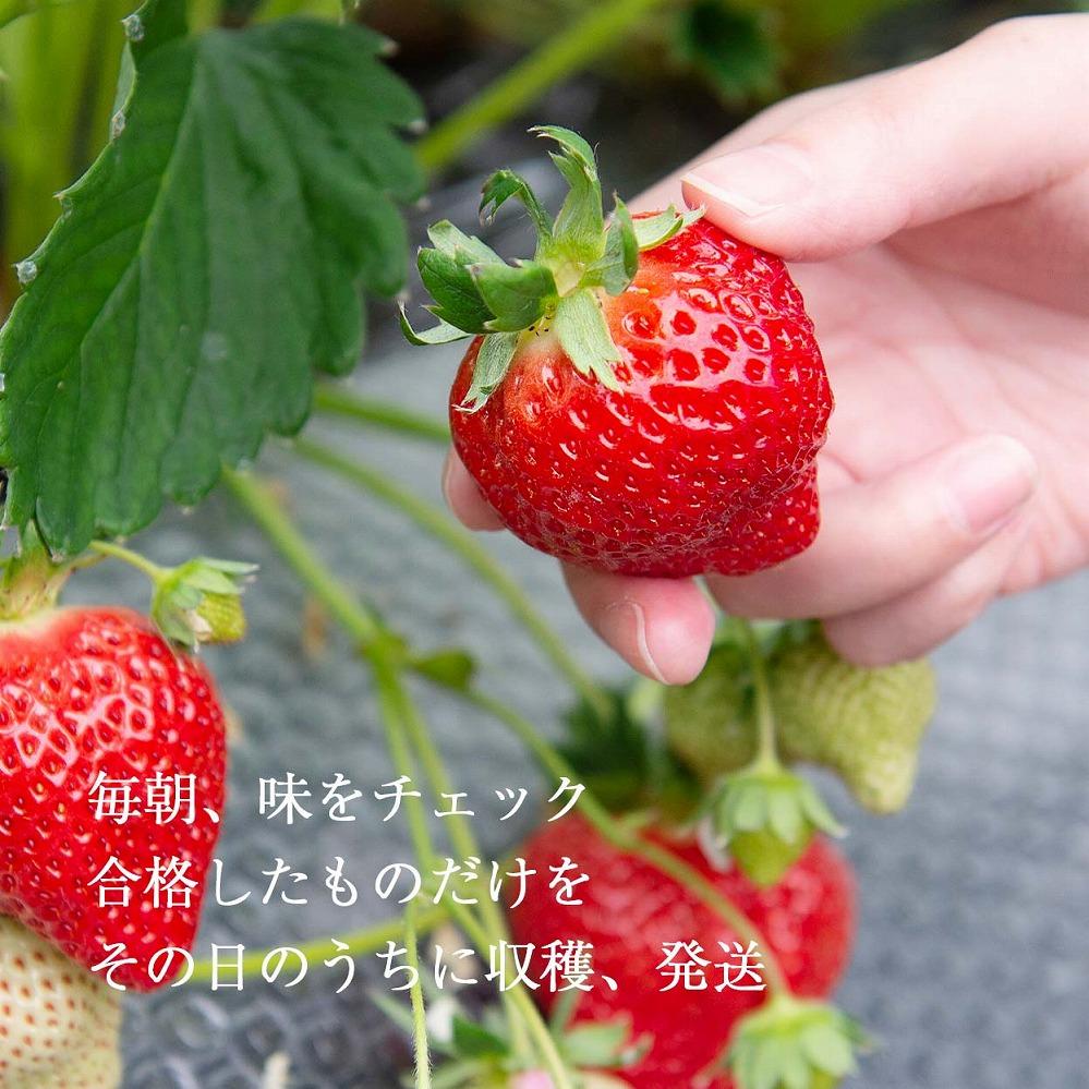 【今期発送の受付は2025年4月27日(日)まで】★身近な人間関係のお祝いに★「完熟あまおう」3L～4Lミックス詰め合わせ 900g入り