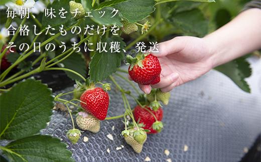【今期発送の受付は2025年4月27日(日)まで】武下さんちのあまおう 中玉盛り合わせ1000g（500g×2パック）