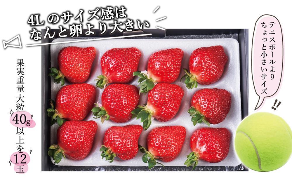 【今期発送の受付は2025年4月27日(日)まで】まるで宝石！希少な大粒サイズ！「完熟あまおう」4Lサイズ450g入り