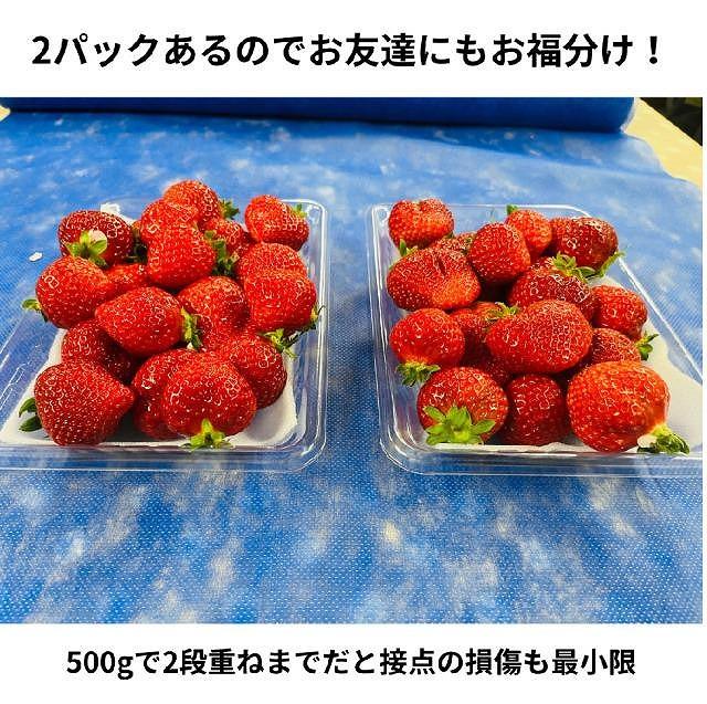 【今期発送の受付は2025年4月27日(日)まで】ボリューム満点てんこ盛り500g×2パック！完熟あまおう日替わりセット1000g