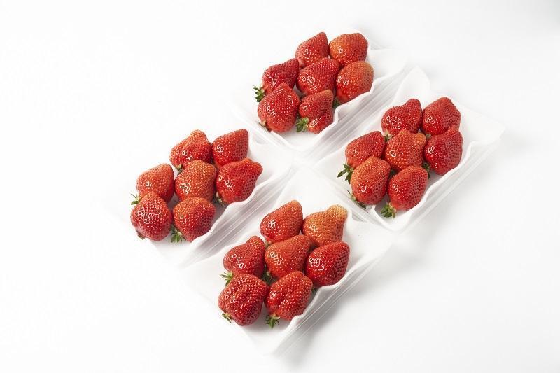 【2026年1月～3月出荷予定】完熟 大粒 あまおう イチゴ 280g×4パック(約1120g)＜配送不可：北海道、沖縄県、離島＞