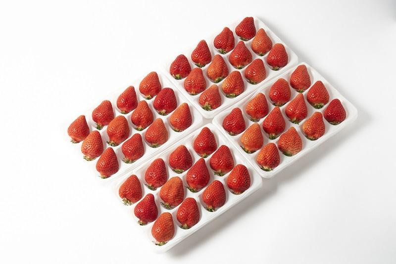 【2026年1月～2月出荷予定】完熟 あまおう イチゴ 350g×4パック(約1400g)＜配送不可：北海道、沖縄県、離島＞