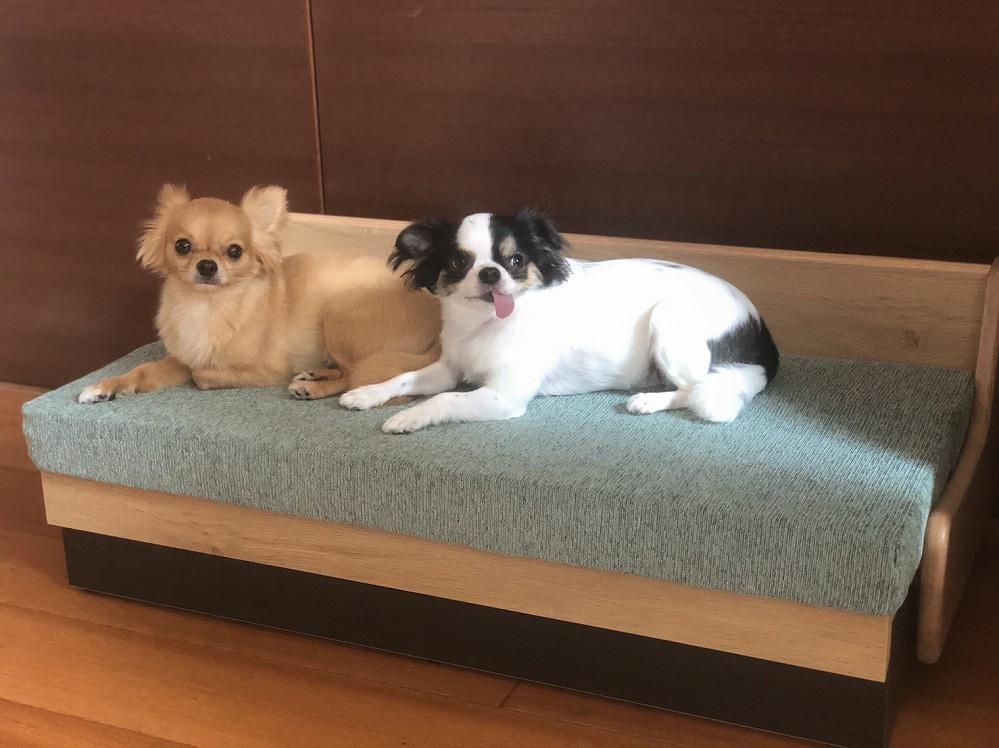 ドロシーペット【フレーム：ナチュラル／座面：水色】