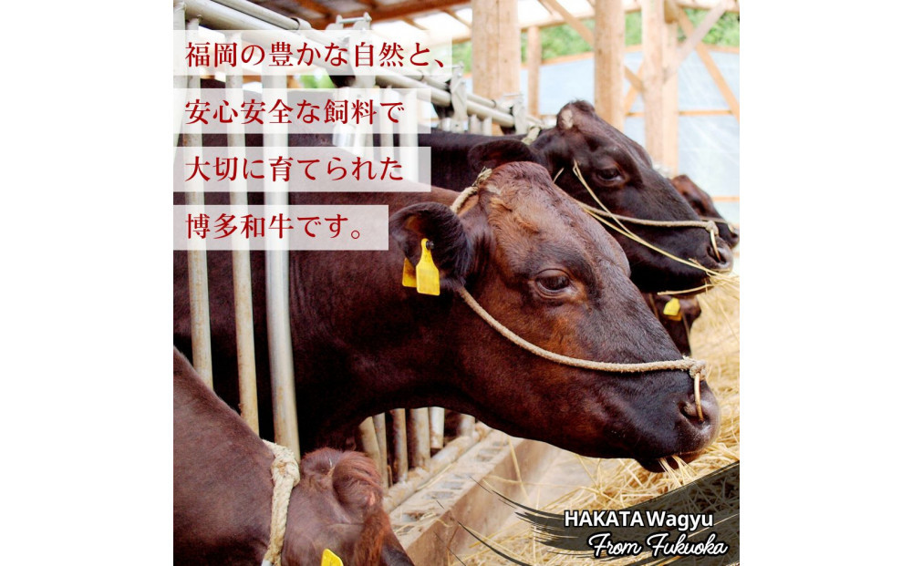 博多和牛 肩ロース焼肉 定期便全6回 約3kg(約500g×6回)