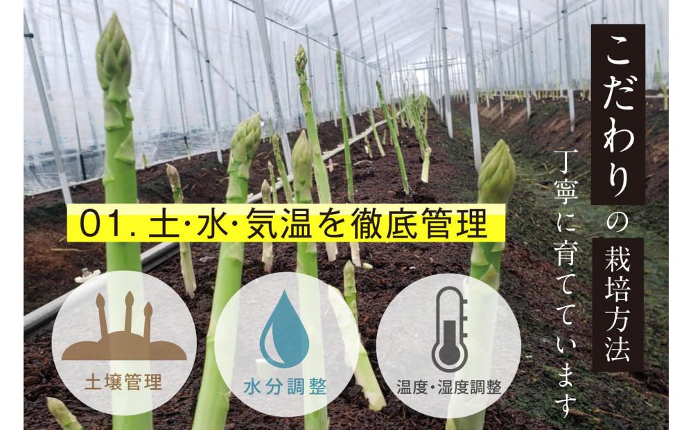 【朝採り直送】春芽アスパラガス 1kg (2L-Lサイズ) 福岡県産 2026年
