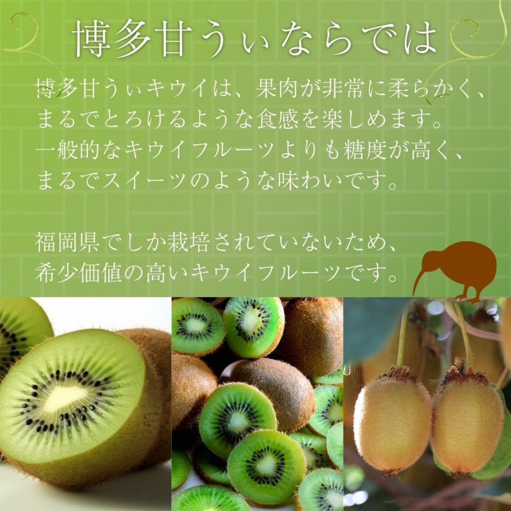 【2026年11月上旬より順次発送】博多甘うぃキウイ(あまうぃ)大玉 9玉入り 1.4kg相当 うまうまもぐもぐ
