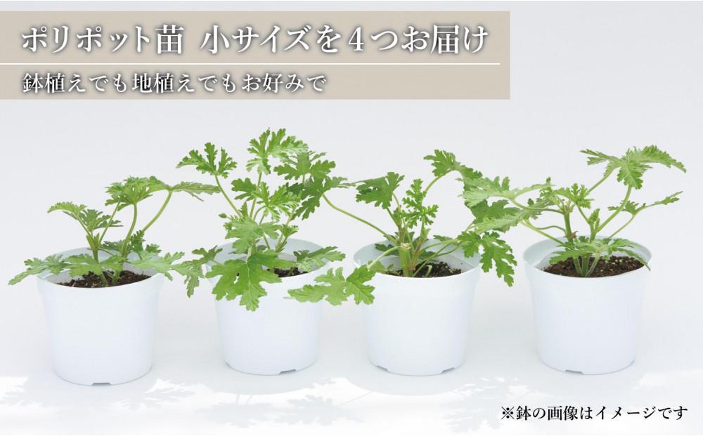 虫よけ効果 ローズゼラニウム 小サイズ苗 4個セット (ポリポット)