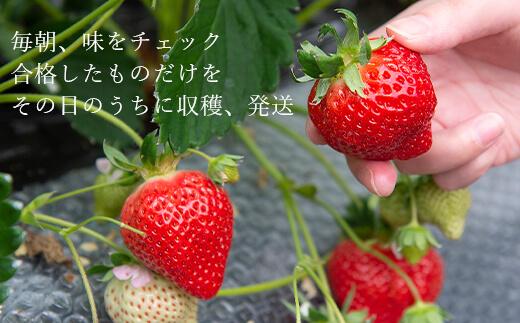 【今期発送の受付は2025年4月27日(日)まで】★たっぷり！2倍の量★武下さんちの「完熟あまおう」3Lサイズ 900g入り