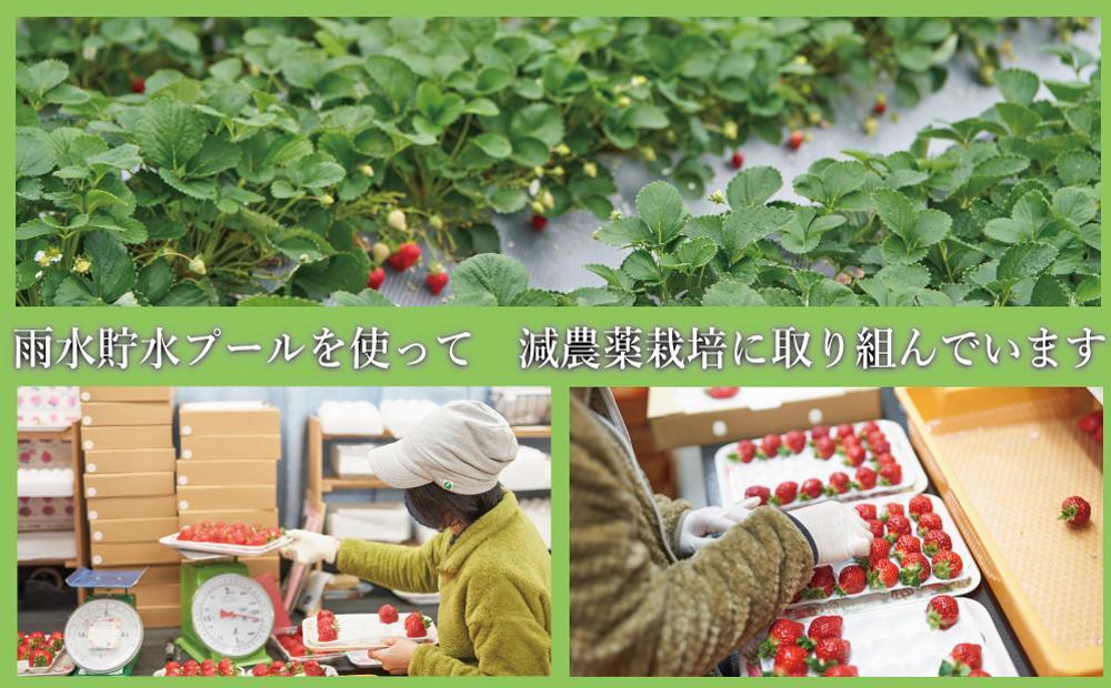 【今期発送の受付は2025年4月27日(日)まで】★福岡の産直いちご農家★武下さんちの「完熟あまおう」3Lサイズ 450g