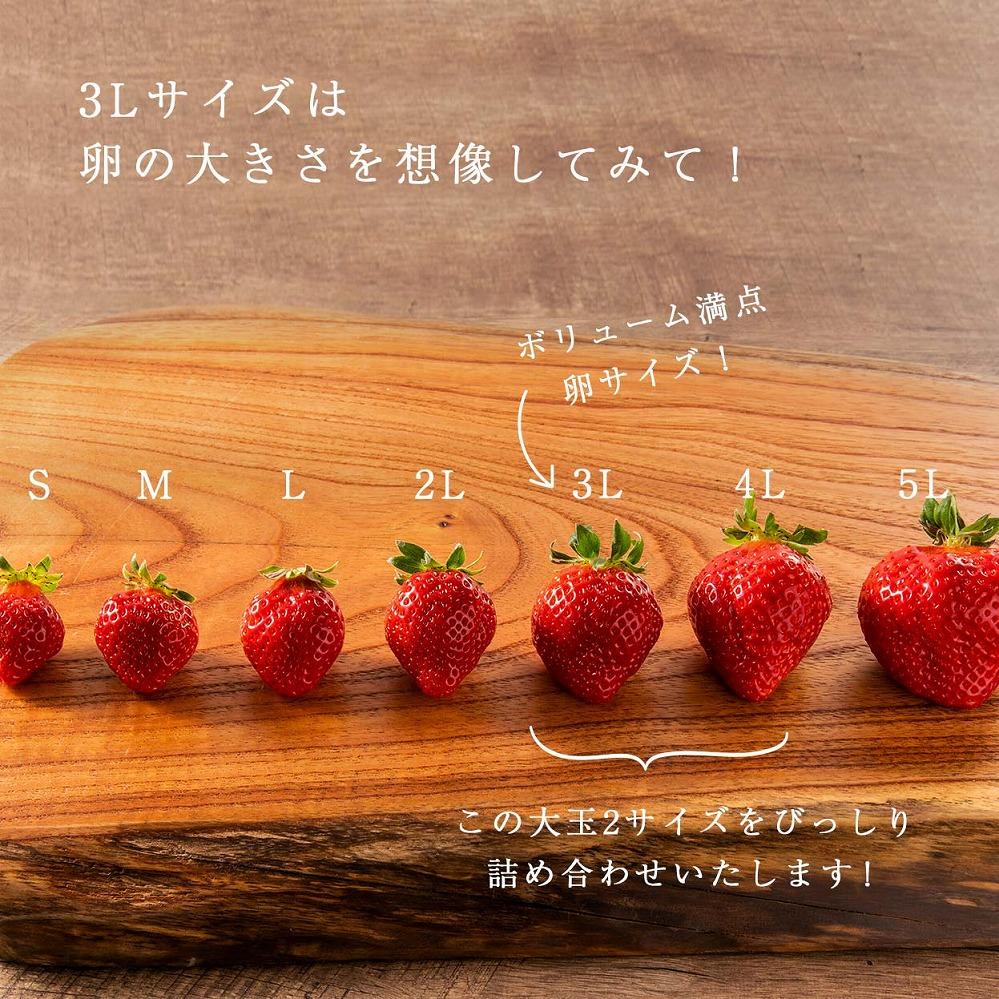 【今期発送の受付は2025年4月27日(日)まで】★身近な人間関係のお祝いに★「完熟あまおう」3L～4Lミックス詰め合わせ 900g入り