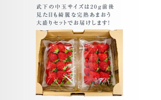 【今期発送の受付は2025年4月27日(日)まで】武下さんちのあまおう 中玉盛り合わせ1000g（500g×2パック）