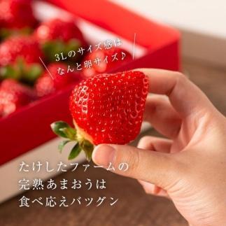 【今期発送の受付は2025年4月27日(日)まで】武下さんちの「完熟あまおう」 3Lサイズ 450g  白いVIPボックスに入れて！