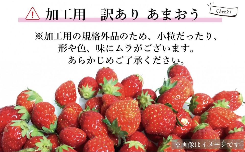 【2026年5月以降順次発送】訳あり加工用あまおういちご バラ詰め福岡県産 たっぷり約1.7kg＜配送不可：北海道、沖縄県、離島＞