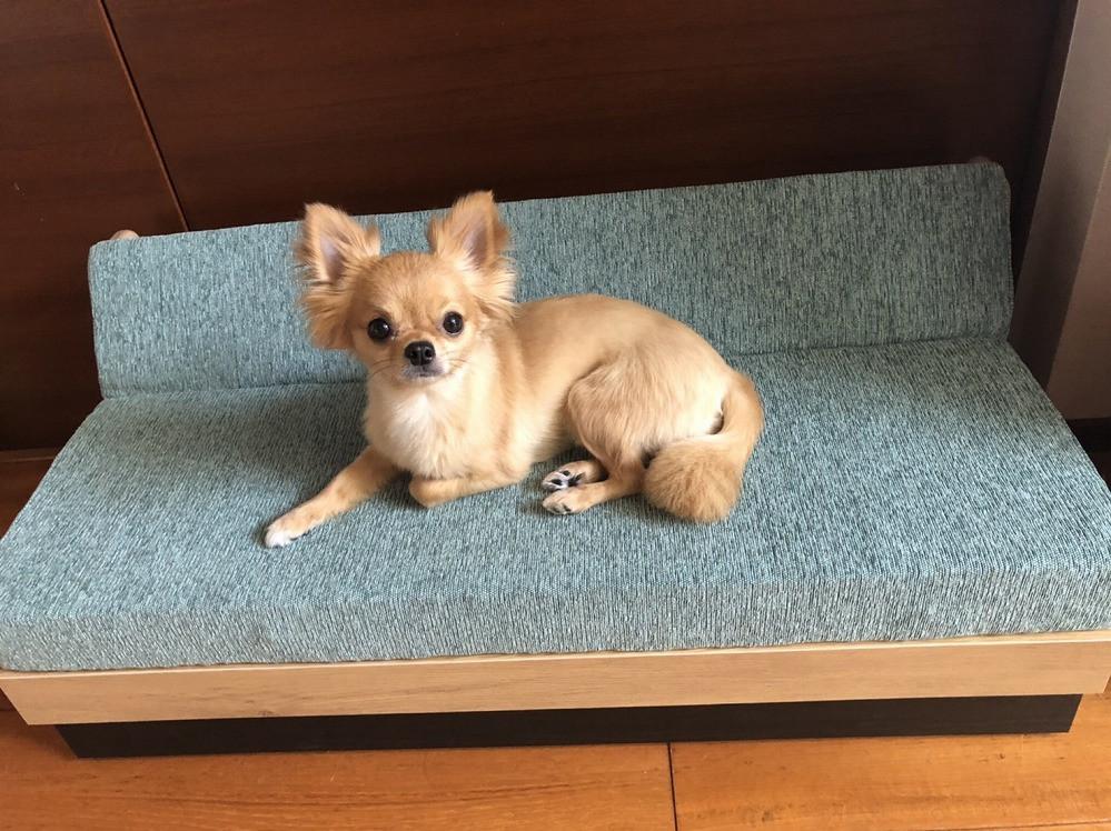 ドロシーペット【フレーム：ナチュラル／座面：水色】