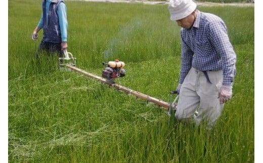 い草敷物 三条 グリーン 2畳サイズ