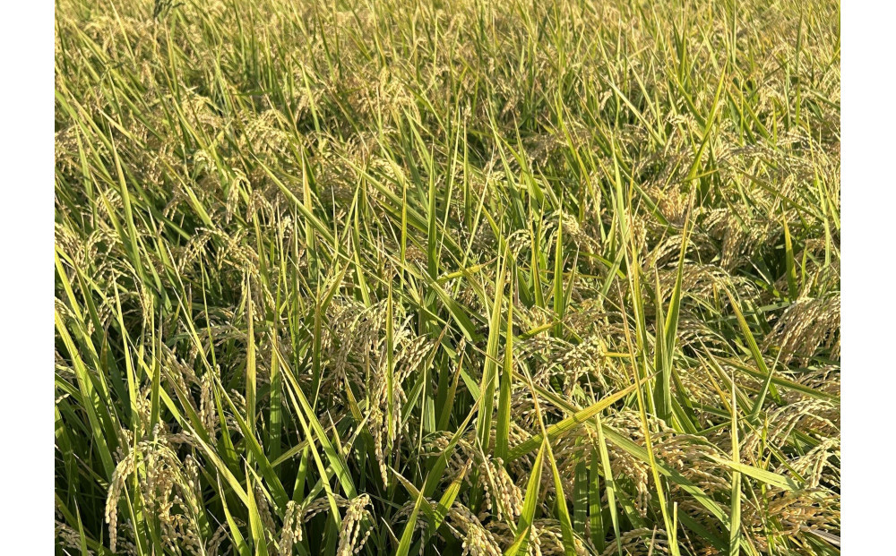 福岡県産米 ひのひかり 10kg （福岡県 大川市産）