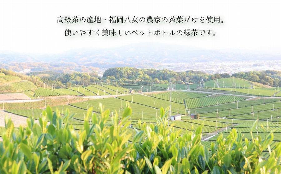 【八女産茶葉100％使用】福岡の八女茶（煎茶）500mlペットボトル24本入り