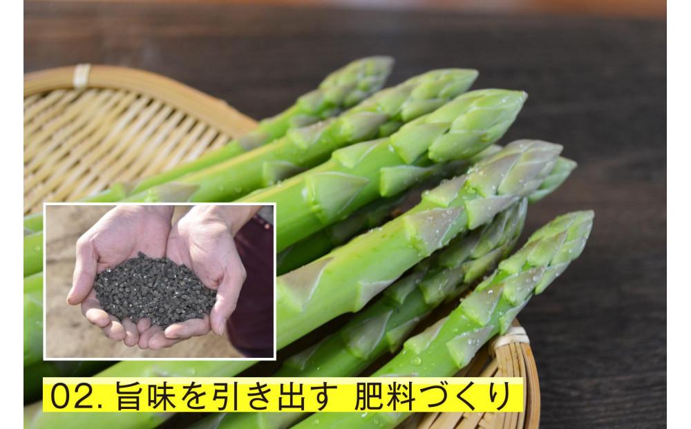 【朝採り直送】春芽アスパラガス 1kg (L-Mサイズ) 福岡県産 2026年