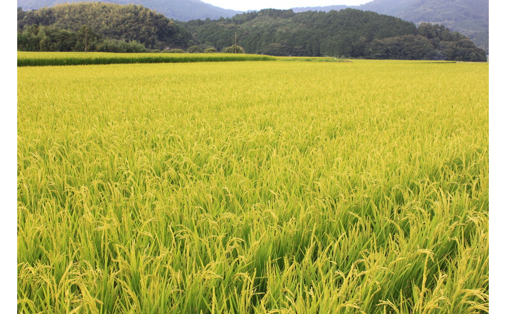 【定期便全6回】【令和7年産新米予約】【食味鑑定士厳選】福岡県産 夢つくし15kg (5kg×3袋) 合計 90kg