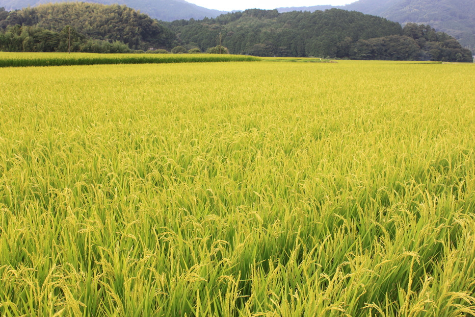 【定期便全6回】【令和7年産新米予約】【食味鑑定士厳選】福岡県産 夢つくし30kg (5kg×6袋) 合計 180kg