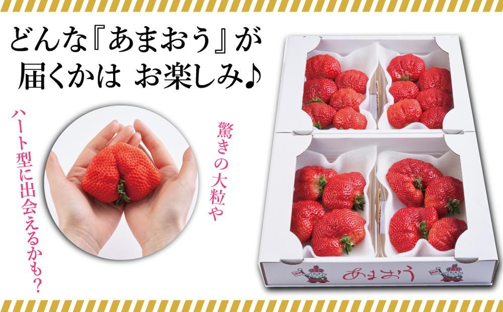 大川市産 あまおう 4パックセット【2023年12月29日～2024年1月3日発送】