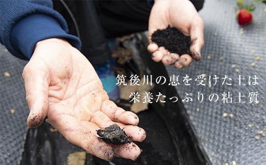 【今期発送の受付は2025年4月27日(日)まで】武下さんちのあまおう 中玉盛り合わせ1000g（500g×2パック）