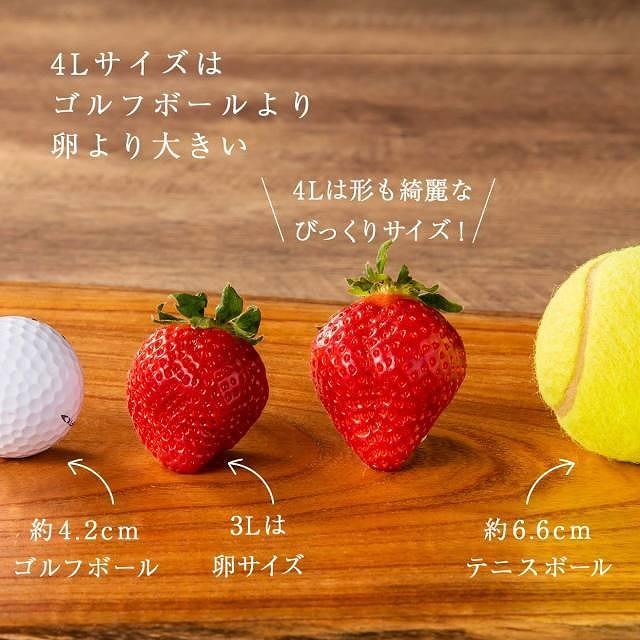 【今期発送の受付は2025年4月27日(日)まで】★希少4Lサイズ 450g ★赤のVIPボックスに入った宝石のような「完熟あまおう」！