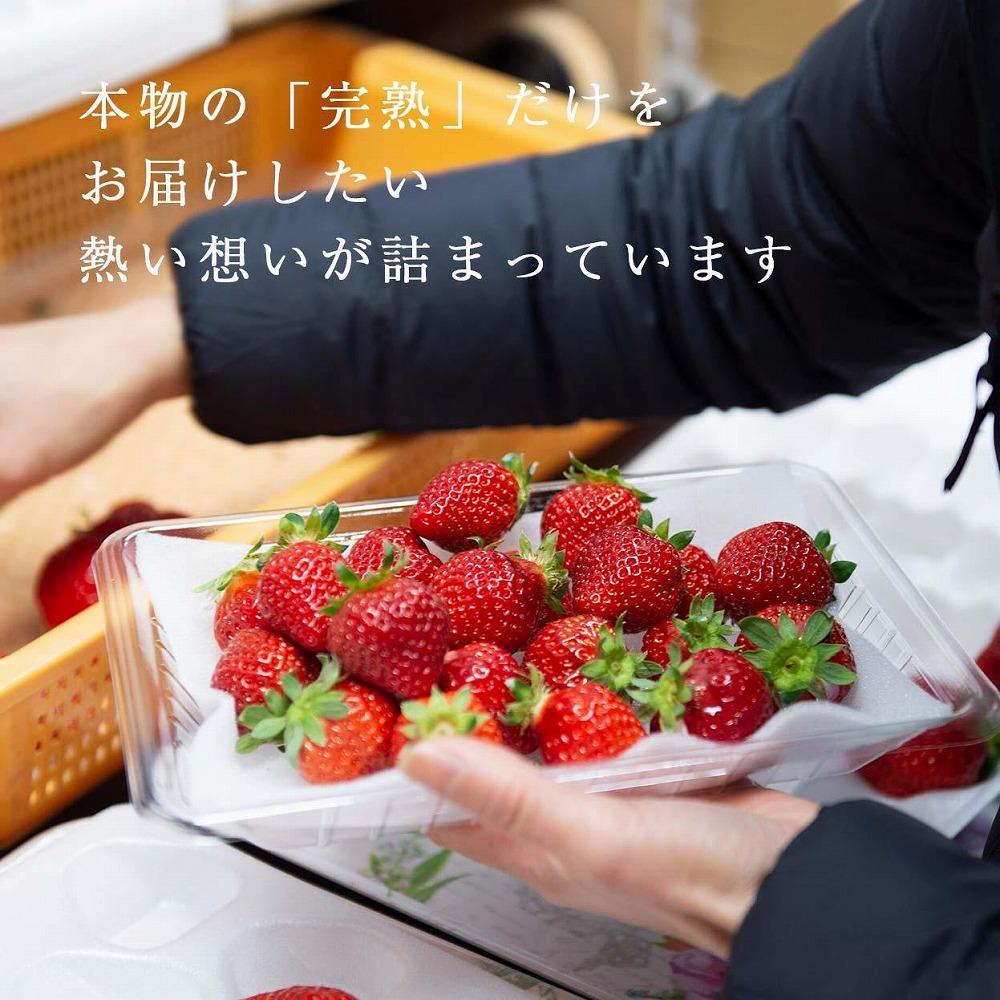 【今期発送の受付は2025年4月27日(日)まで】ボリューム満点てんこ盛り500g×2パック！完熟あまおう日替わりセット1000g